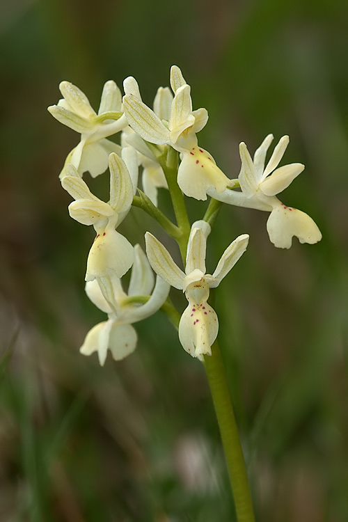 Orchidee del Chianti 2009